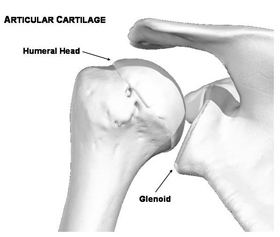 Glenoid Labrum