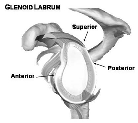 Articular Cartilage